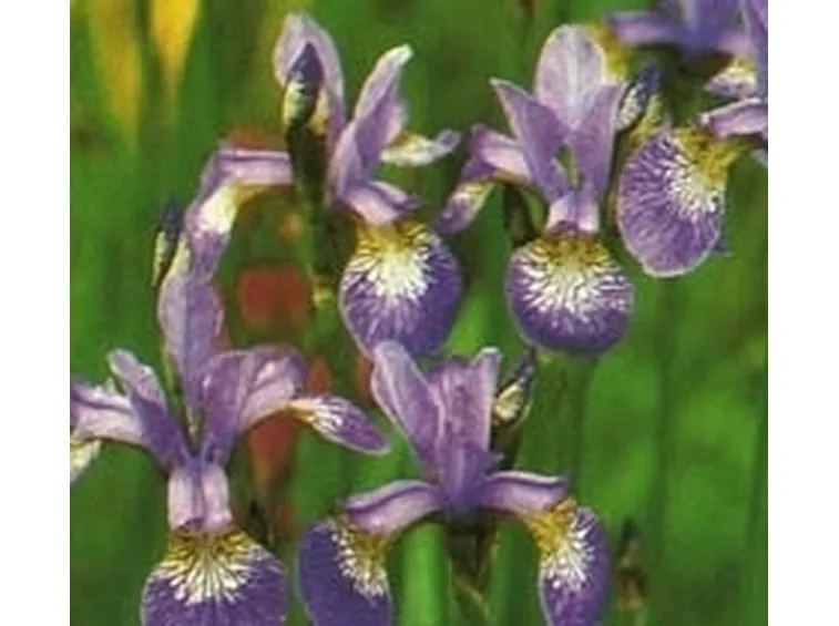 significato dell'iris-7