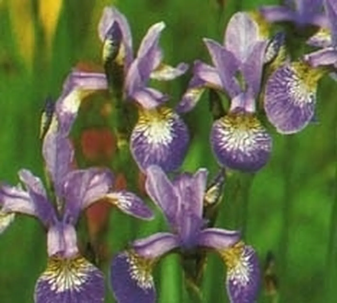 significato dell'iris-7
