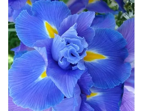 significato dell'iris-8