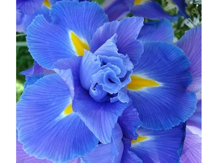 significato dell'iris-8