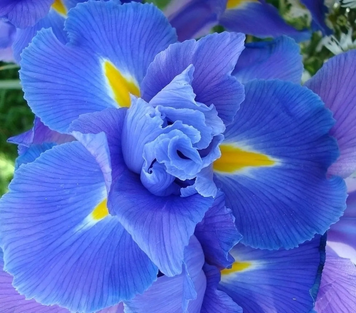 significato dell'iris-8