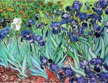 significato dell'iris-9