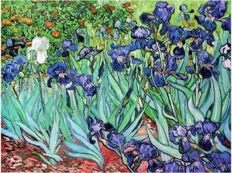 significato dell'iris-9