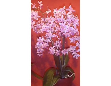 significato dell'orchidea-5