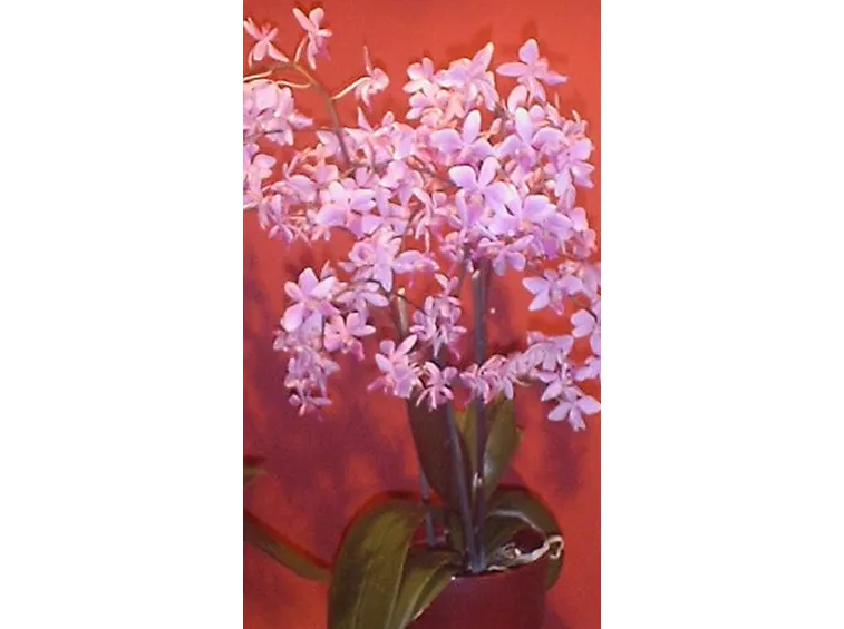 significato dell'orchidea-5