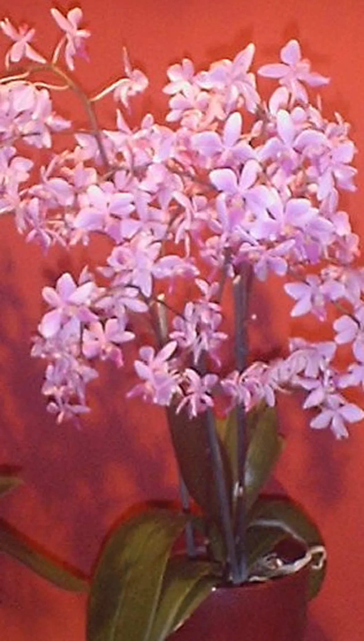 significato dell'orchidea-5