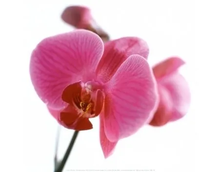 significato dell'orchidea-8