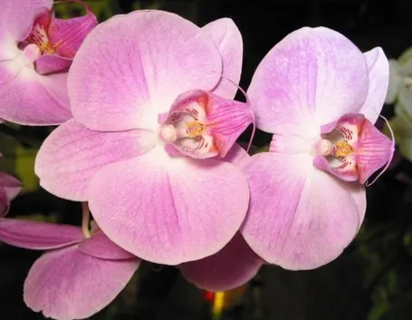 significato dell'orchidea