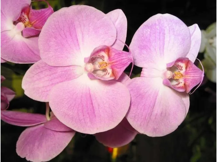 significato dell'orchidea