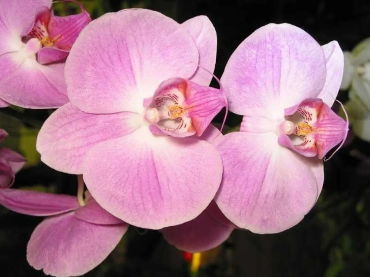 significato dell'orchidea