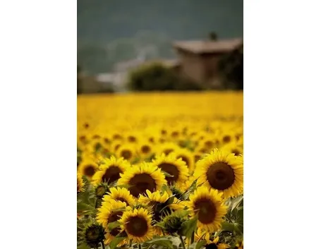 significato girasole-1