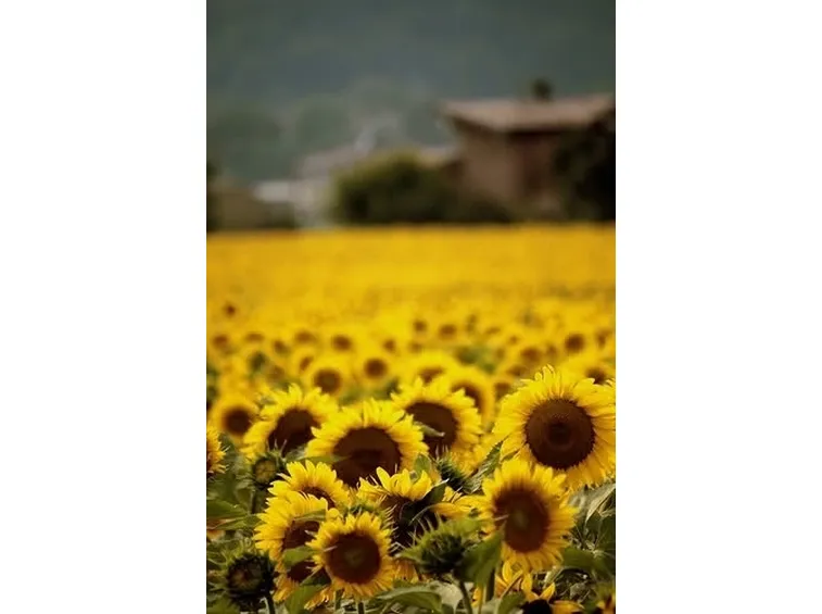 significato girasole-1