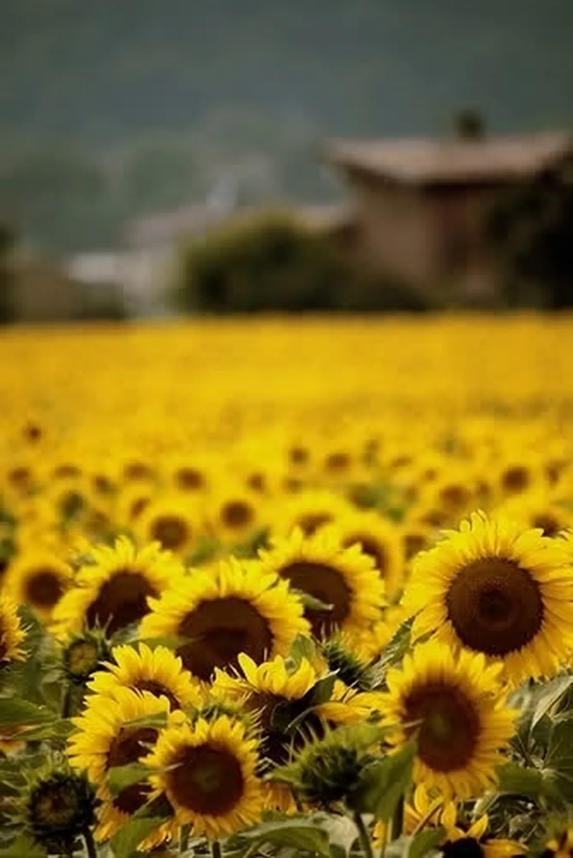 significato girasole-1