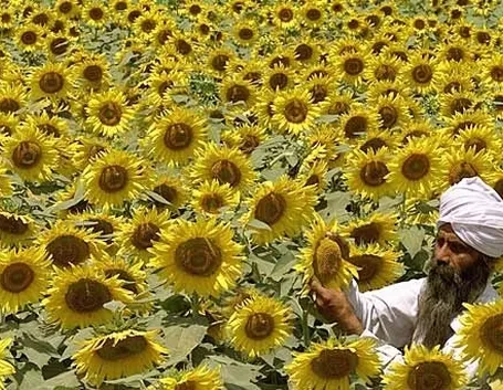 significato girasole-2