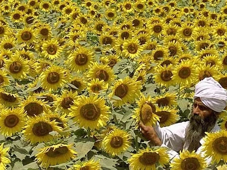 significato girasole-2
