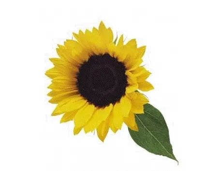 significato girasole-3