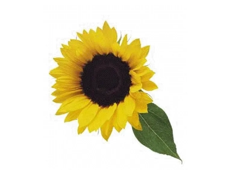 significato girasole-3
