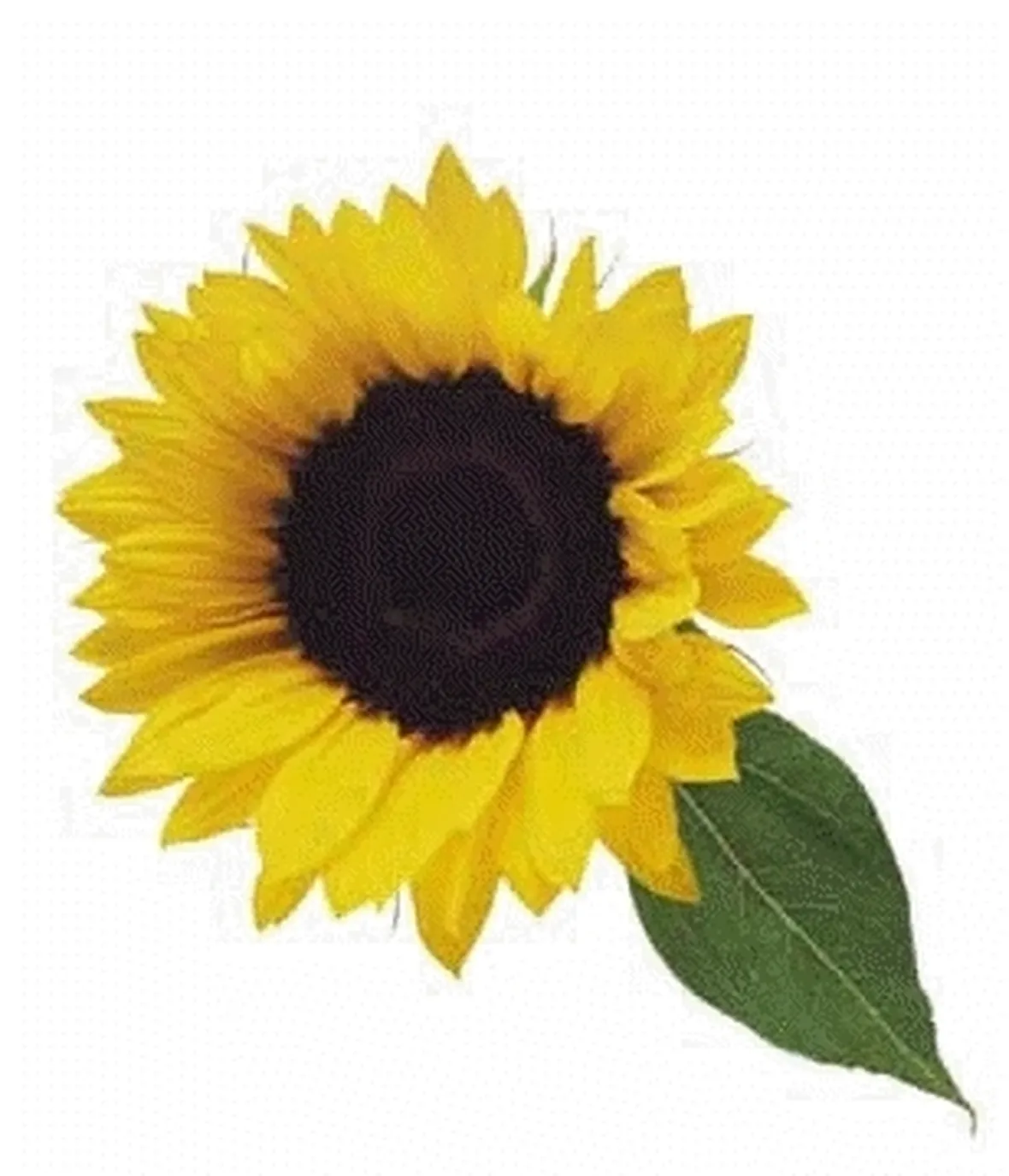 significato girasole-3