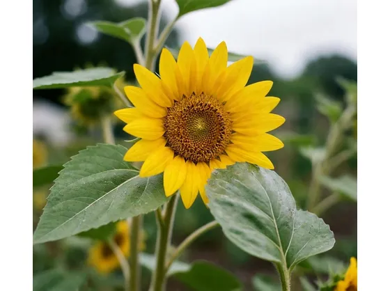 significato girasole-4