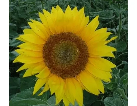 significato girasole-4