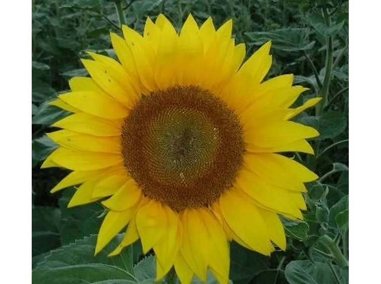 significato girasole-4