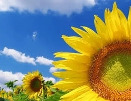 significato girasole-5