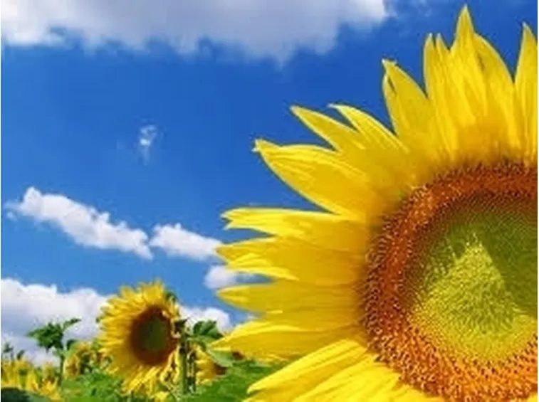 significato girasole-5