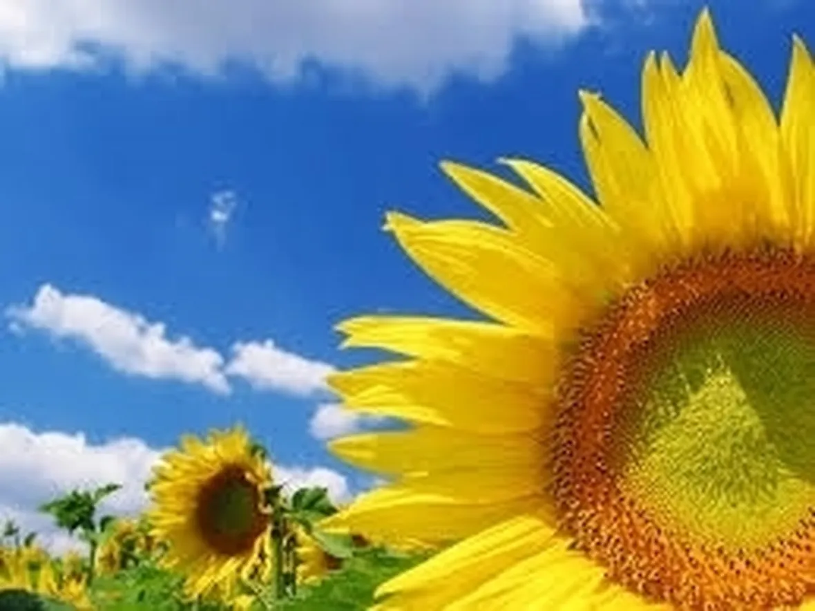 significato girasole-5