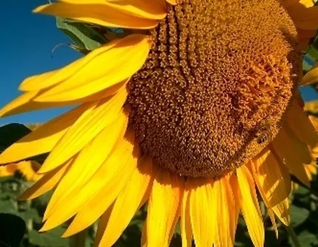 significato girasole-6