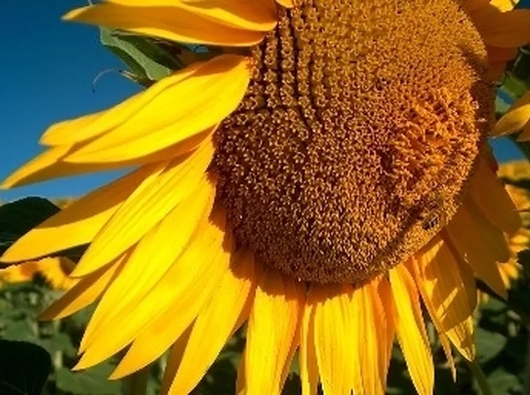 significato girasole-6