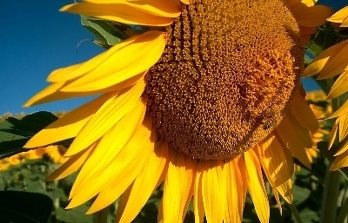 significato girasole-6