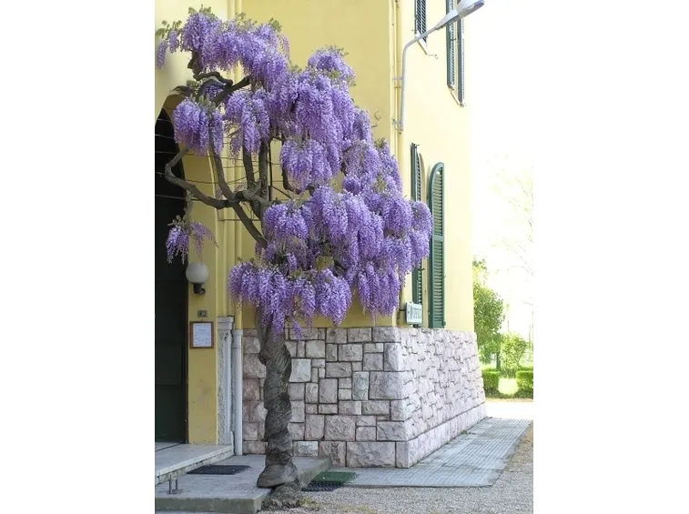 significato glicine-5