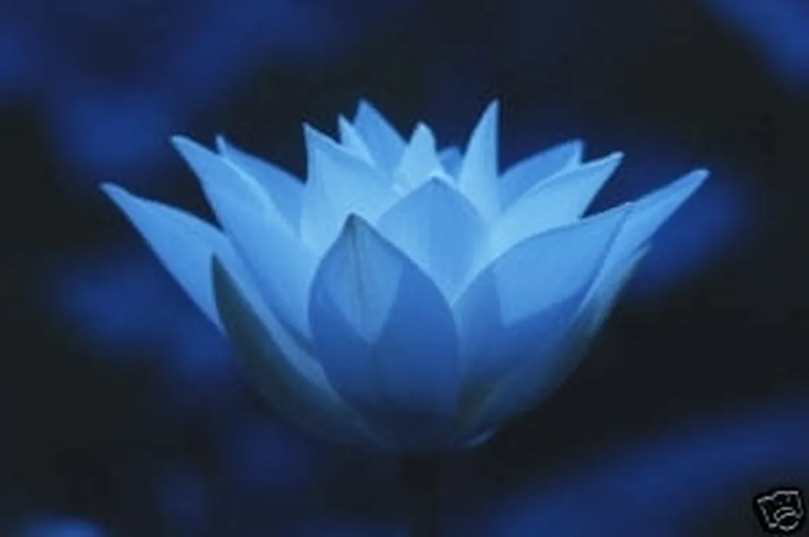 significato loto-6
