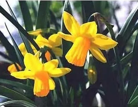 significato narciso-4