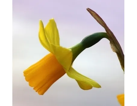 significato narciso 