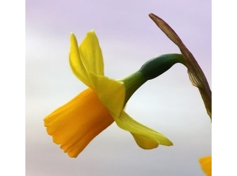 significato narciso 