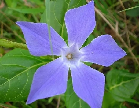 significato pervinca-4
