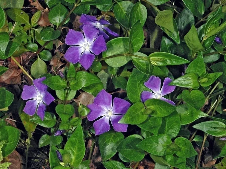 Le piante ornamentali, la pervinca