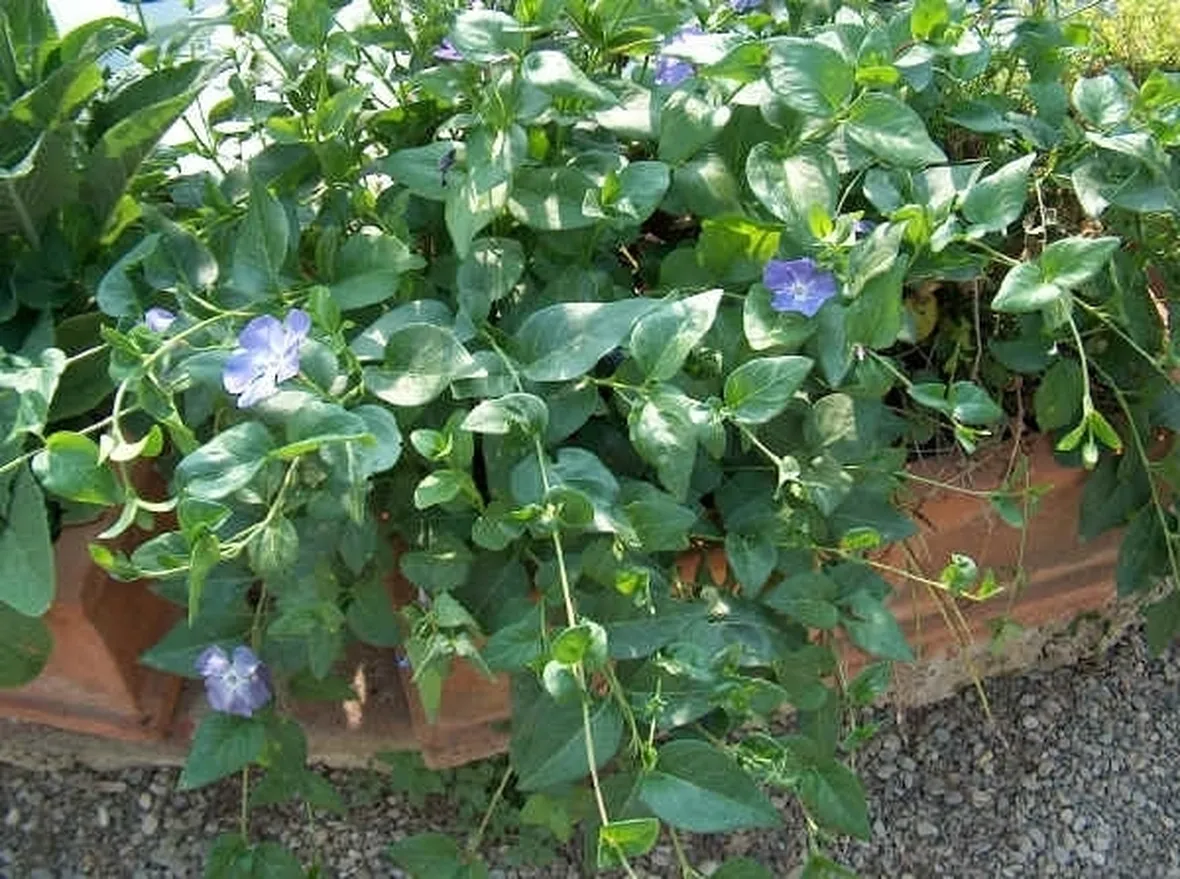 significato pervinca-9