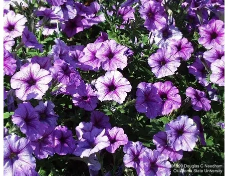 significato petunia-1