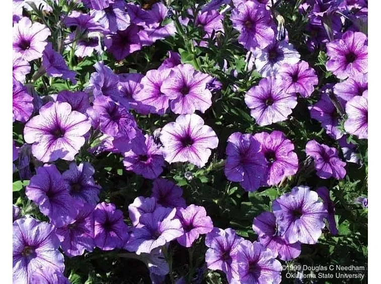 significato petunia-1