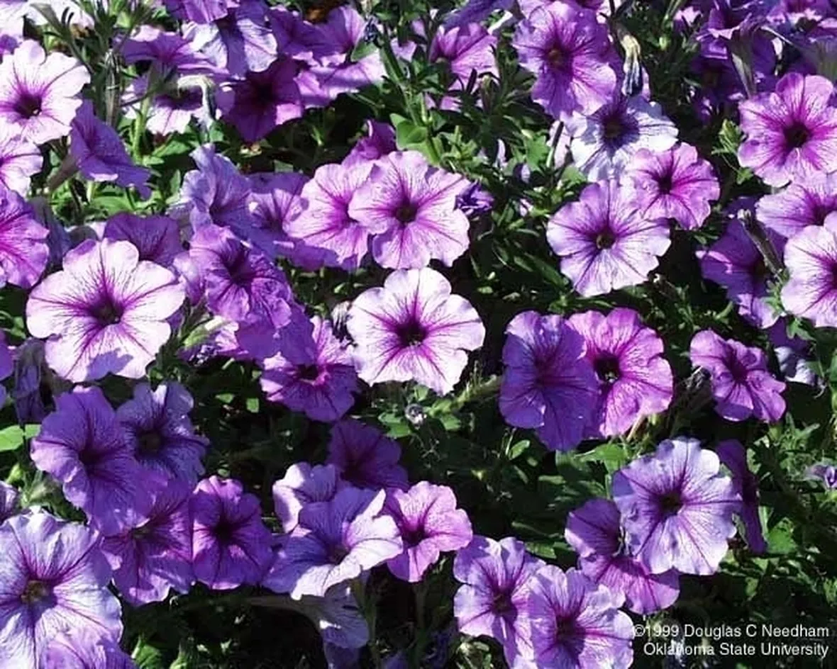 significato petunia-1