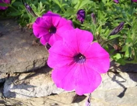 significato petunia-3