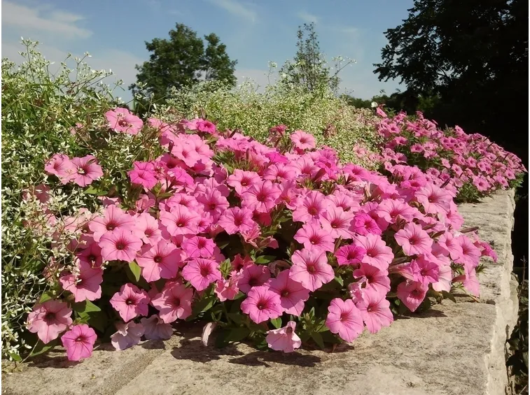 L'amore secondo la petunia