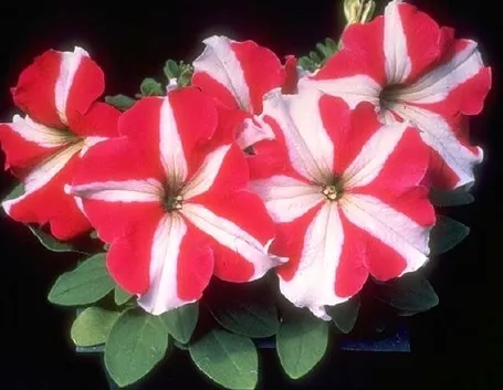 significato petunia-8
