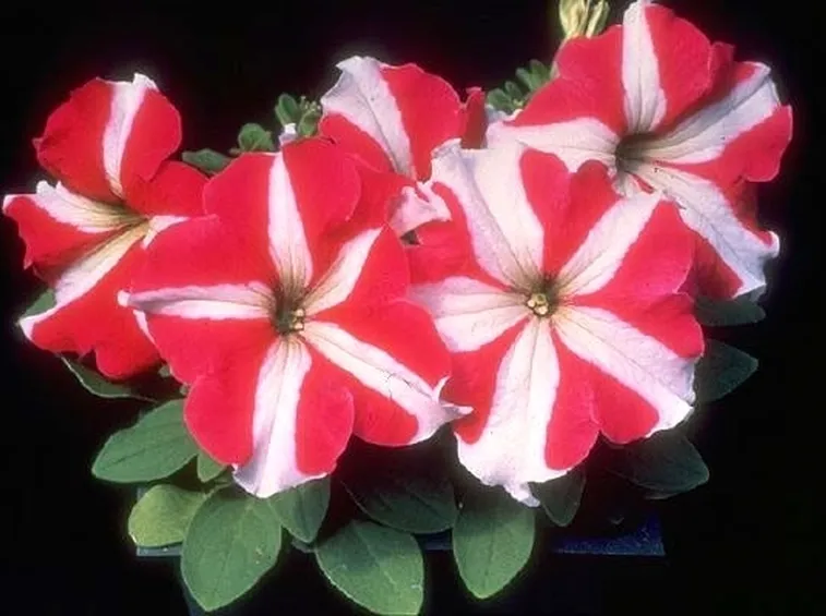 significato petunia-8