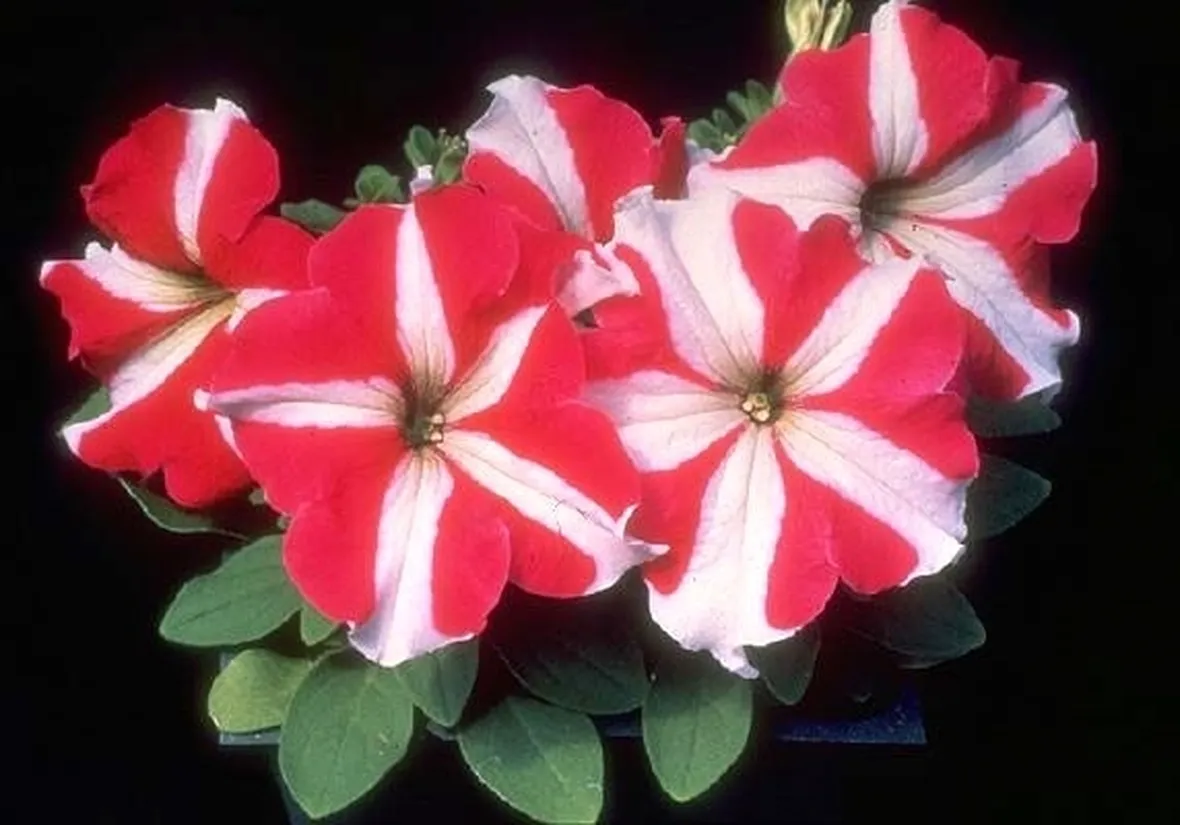 significato petunia-8