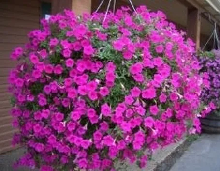 significato petunia-9
