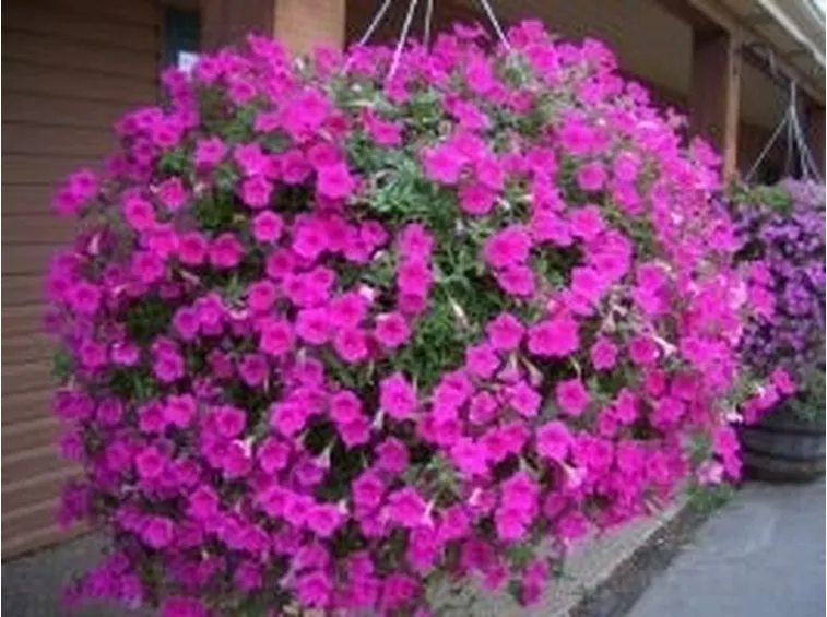 significato petunia-9