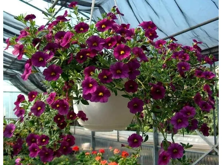 significato petunia